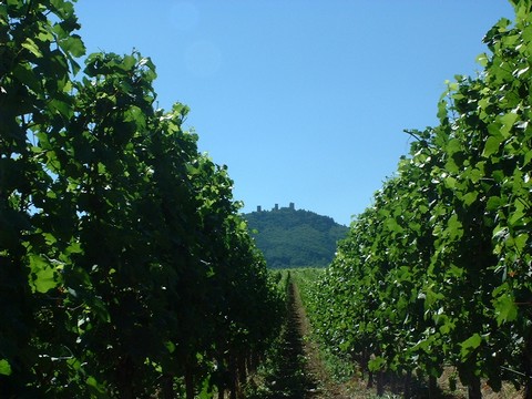 eguisheim16