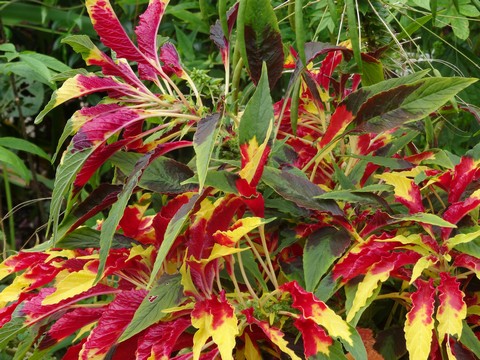 fleur jaune rouge