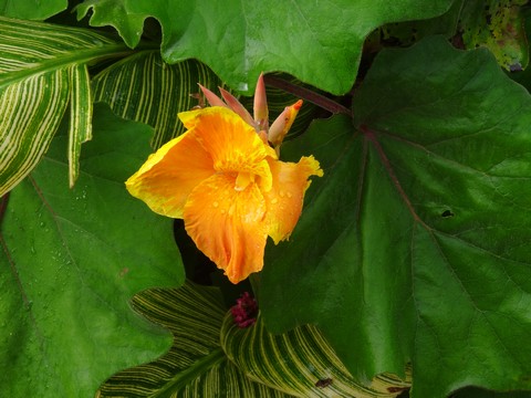 fleur jaune