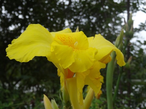 fleur jaune