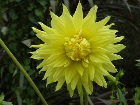 fleur jaune