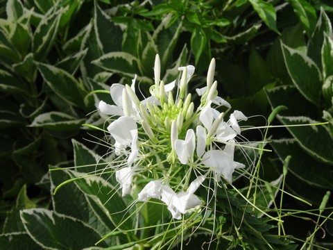 fleur blanche