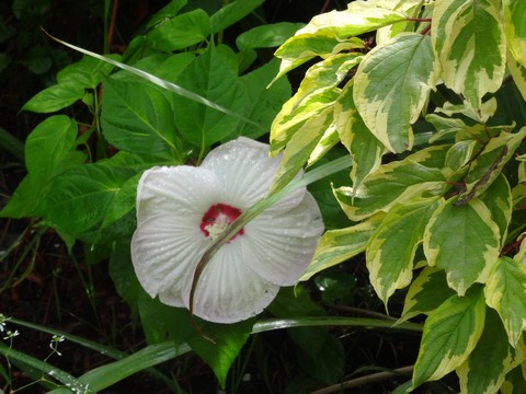 fleur blanche