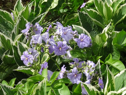 fleur violette