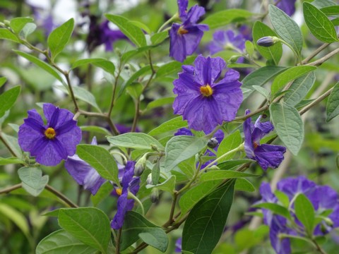fleur violette