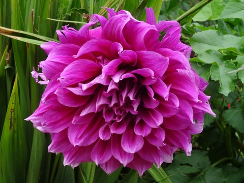 fleur rose
