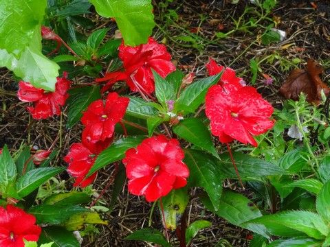 fleur rouge