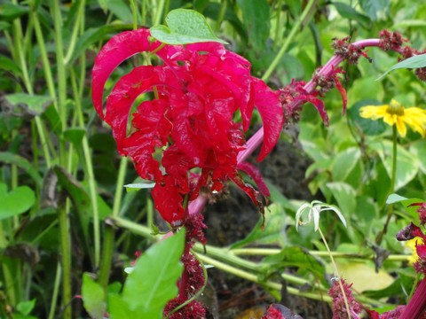 fleur rouge
