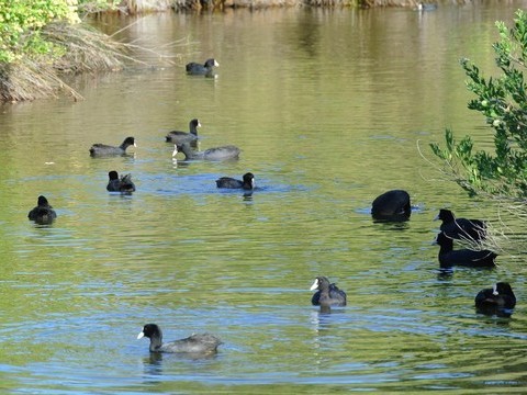 canards