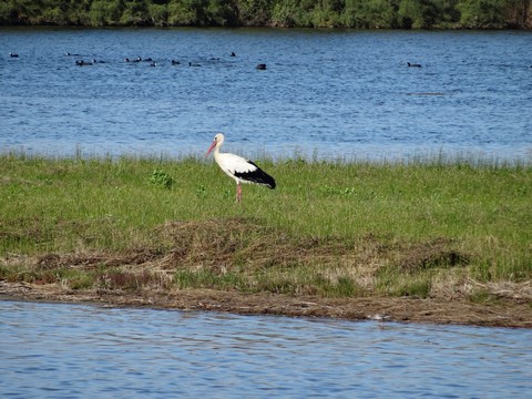 cigogne