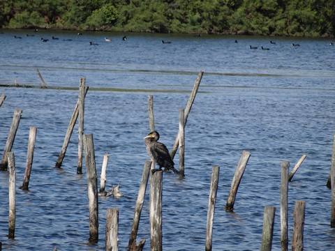 cormoran