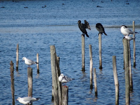 cormorans