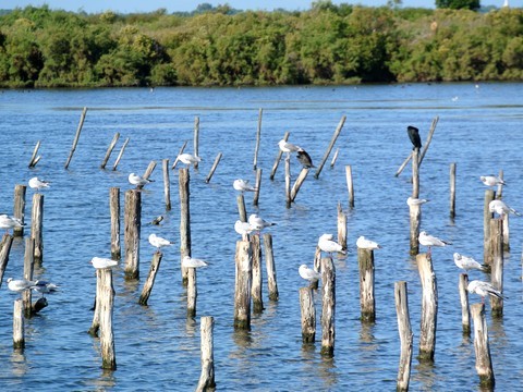 cormorans