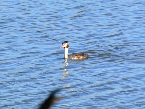 genre canard