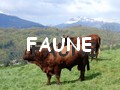 faune