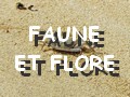 faune