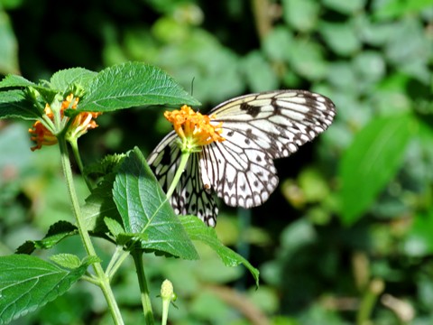 papillon