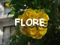 flore