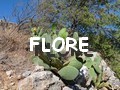 flore