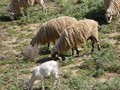 moutons