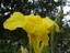 fleur jaune