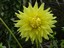 fleur jaune
