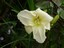 fleur blanche