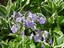 fleur violette