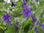 fleur violette