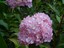 fleur rose