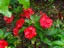 fleur rouge