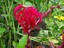 fleur rouge