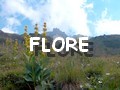 flore