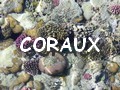 coraux