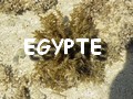 Egypte