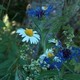 Grande marguerite et bleuets