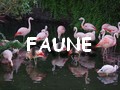 faune