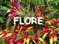 flore