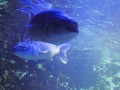 banyuls_aquarium