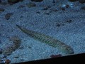 banyuls_aquarium