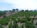 banyuls_templiers