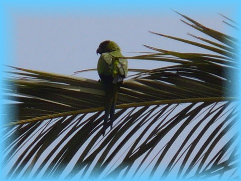 canaries