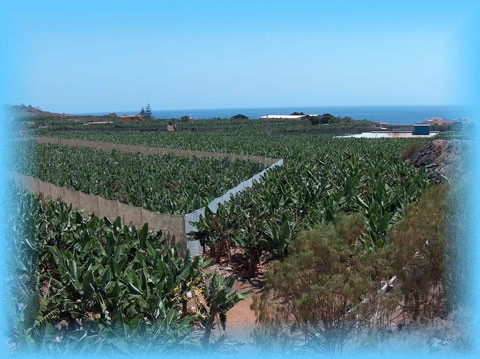 canaries