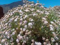 flore