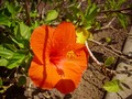 flore