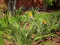 flore