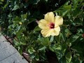 flore