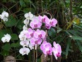 flore