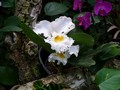 flore