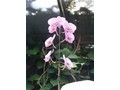 flore